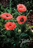 Papaver orientale 'Princess Victoria Louise'